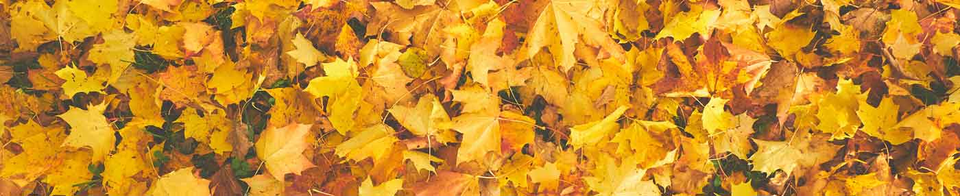 Fall leaves on a string